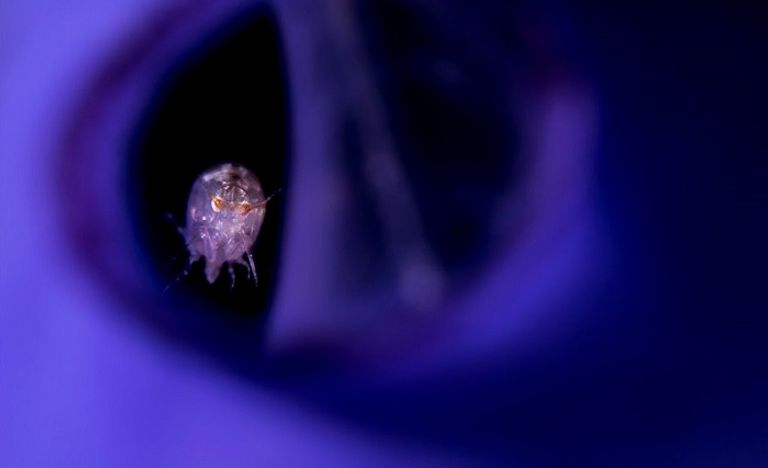 صورة الأخطبوط الراقص