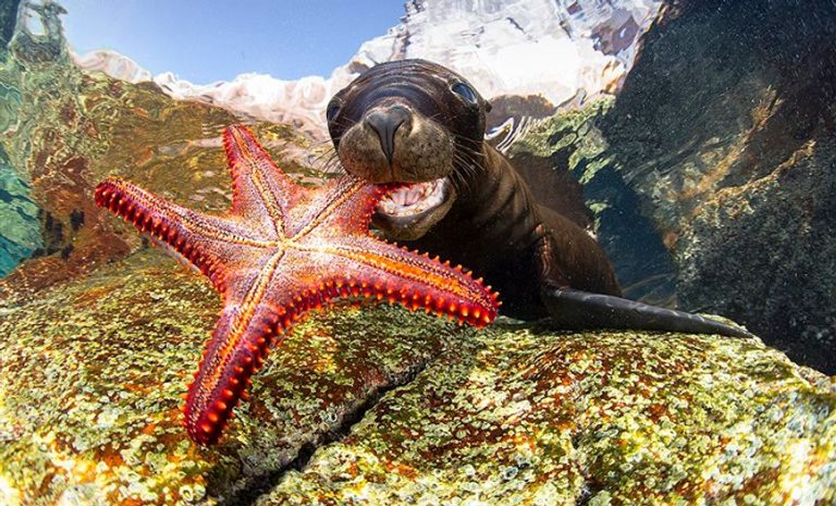 صورة الأخطبوط الراقص