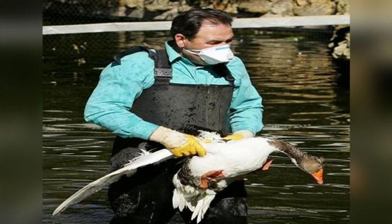 عامل يحمل بطة بعد رصد فيروس إنفلونزا الطيور في بعض البط في إسبانيا