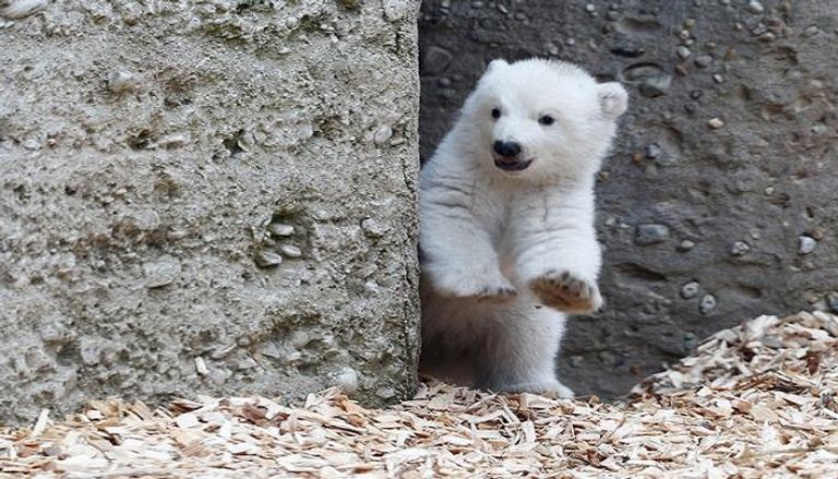 صغير الدب القطبي