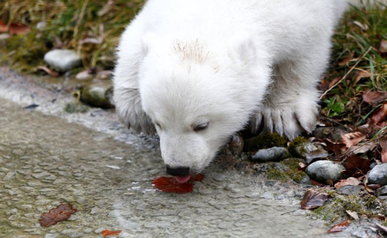 صغير الدب القطبي
