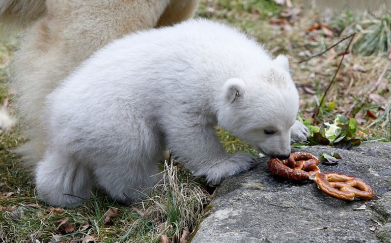 صغير الدب القطبي