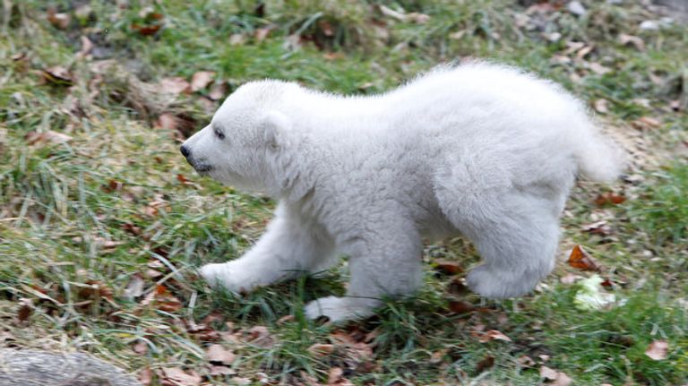 صغير الدب القطبي