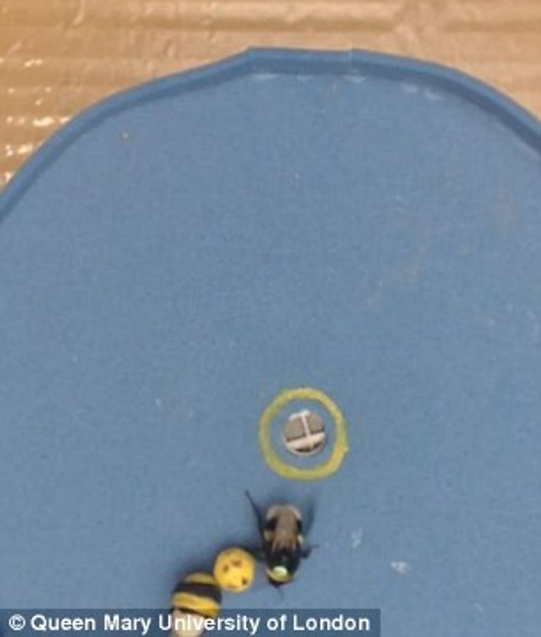 قدرات النحل الإدراكية ليست محدودة