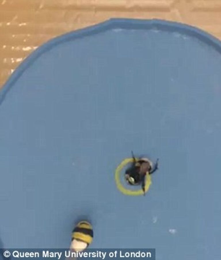 قدرات النحل الإدراكية ليست محدودة