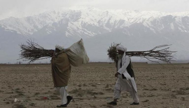 أفغانيان يحملان شجرا لزراعته (رويترز)