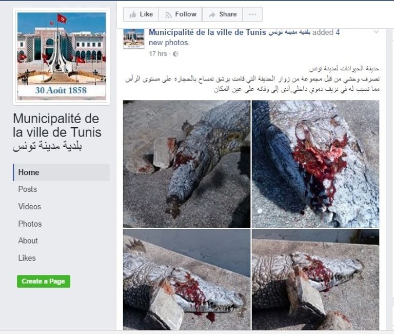 التمساح رشق بالحجارة حتى الموت