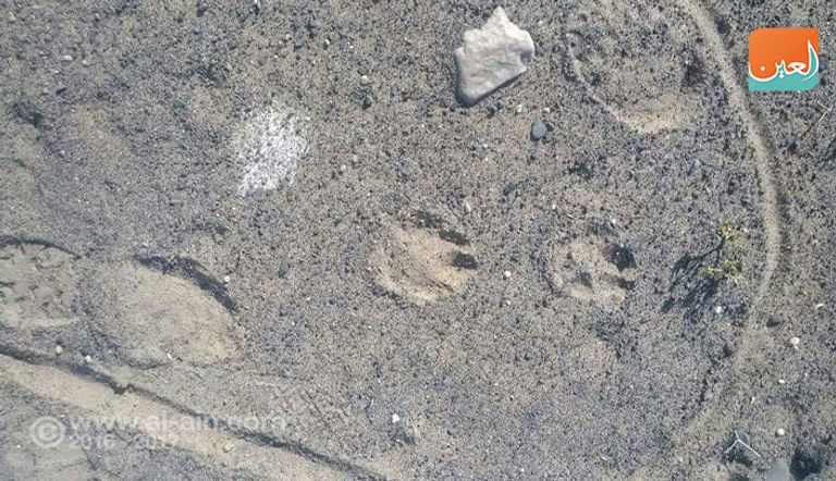 صور خاصة للعين من مواقع العمليات