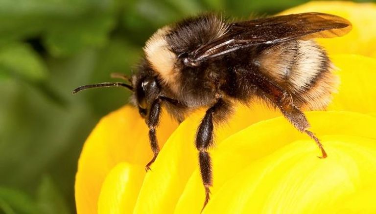 النحل في أمريكا الشمالية يواجه شبح الانقراض - رويترز