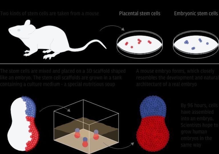 العلماء اعتمدوا على خلايا جذعية لفئران