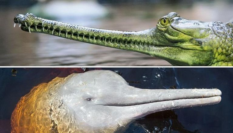 اكتشاف تشابه بين جمجمة التمساح والدولفن