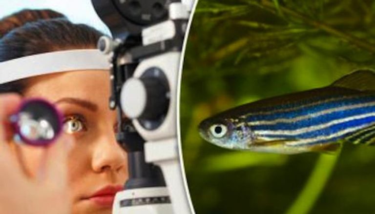 علاج جديد للعمى مأخوذ من الأسماك