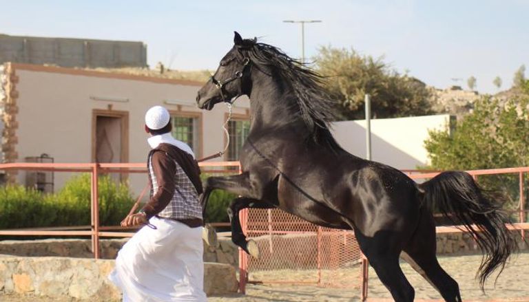 الخيول العربية.. رمز الهوية