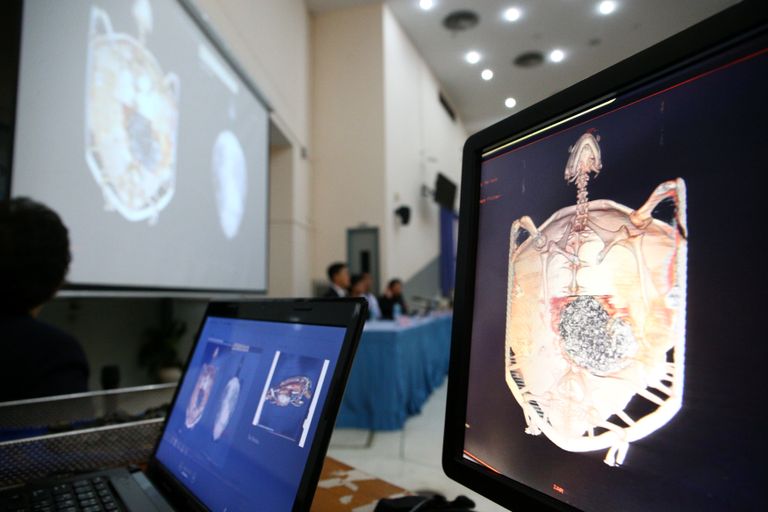 السلحفاة أومسين نفقت جراء تسمم في الدم