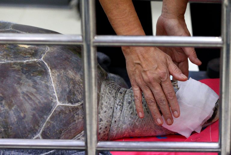 السلحفاة أومسين نفقت جراء تسمم في الدم