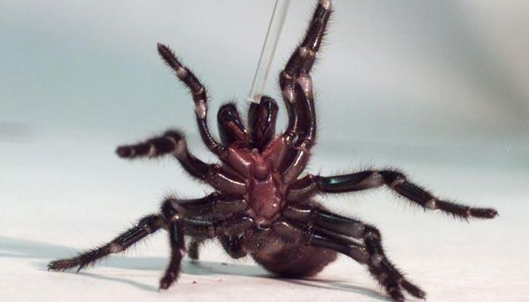 لدغة العنكبوت تقتل البشر خلال 15 دقيقة