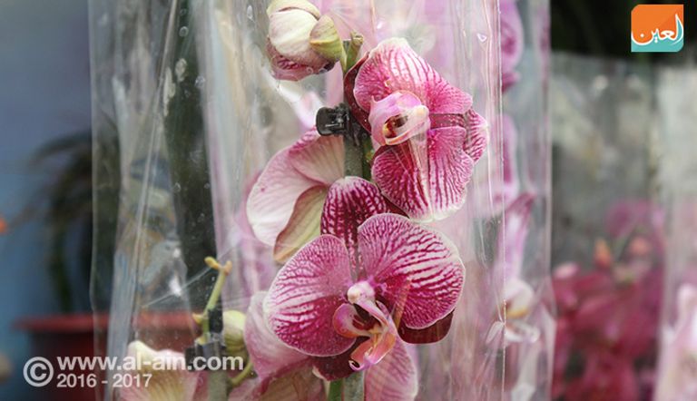 معرض الزهور بالقاهرة