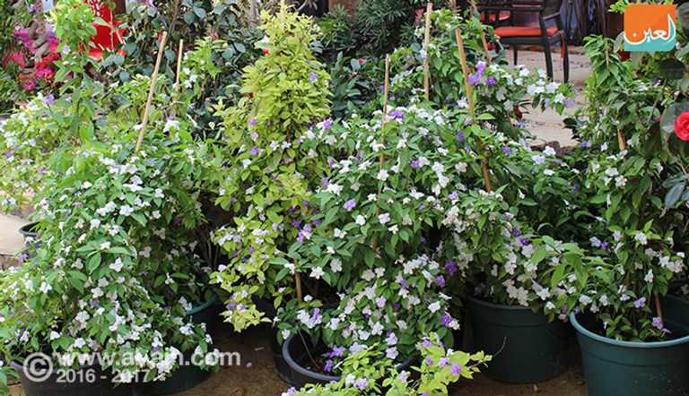 معرض الزهور بالقاهرة