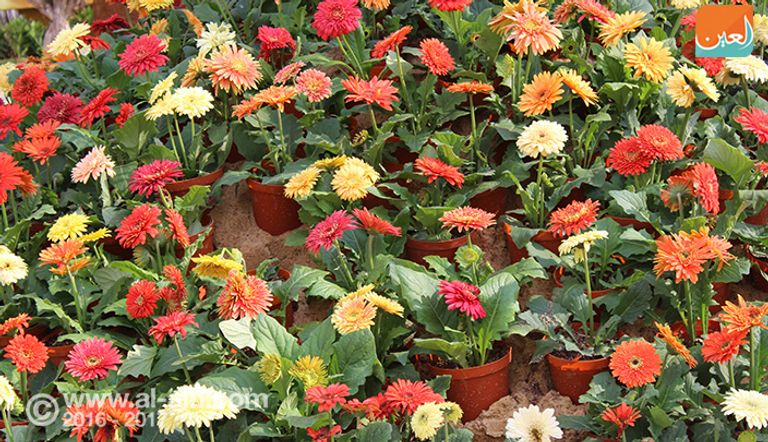 معرض الزهور بالقاهرة