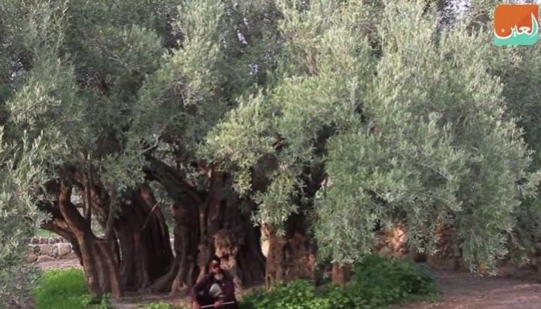 أقدم شجرة زيتون في فلسطين