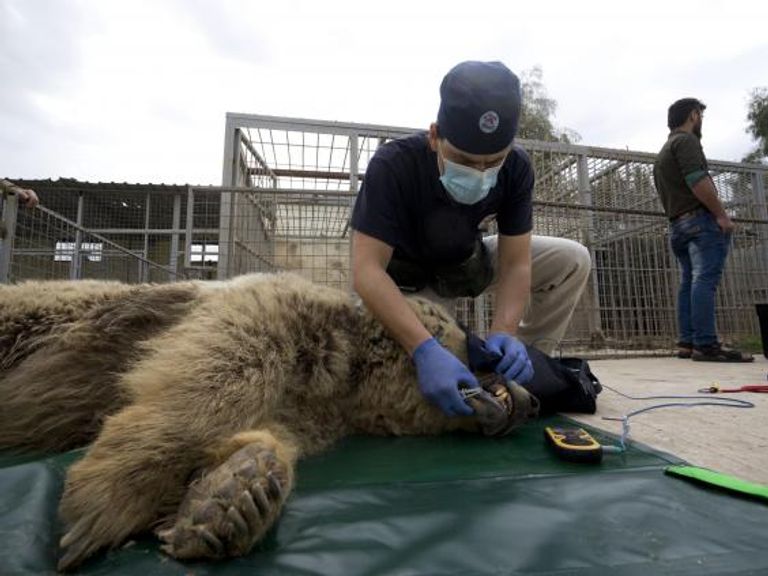 نفوق حوالي 40 حيوانًا في الحديقة