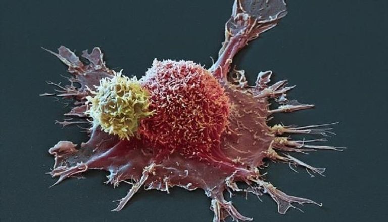 خلايا سرطانية أثناء مقاومتها للعلاج