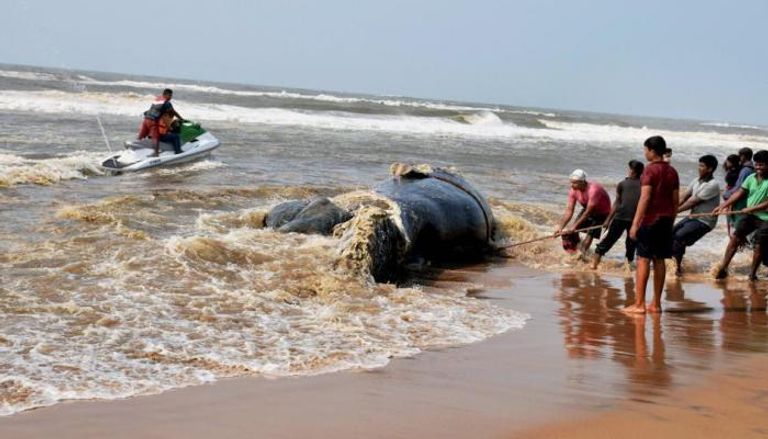 حوت ميت طوله 32 قدم على شاطئ بالهند