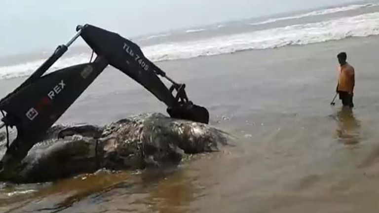 حوت ميت طوله 32 قدم على شاطئ بالهند