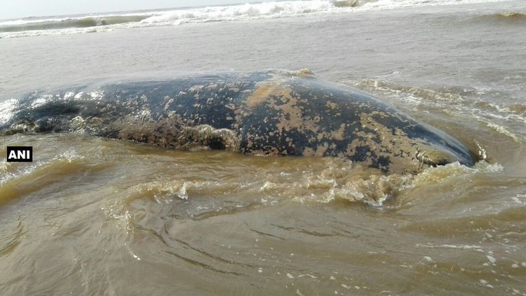 حوت ميت طوله 32 قدم على شاطئ بالهند