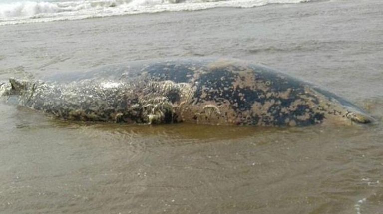 حوت ميت طوله 32 قدم على شاطئ بالهند