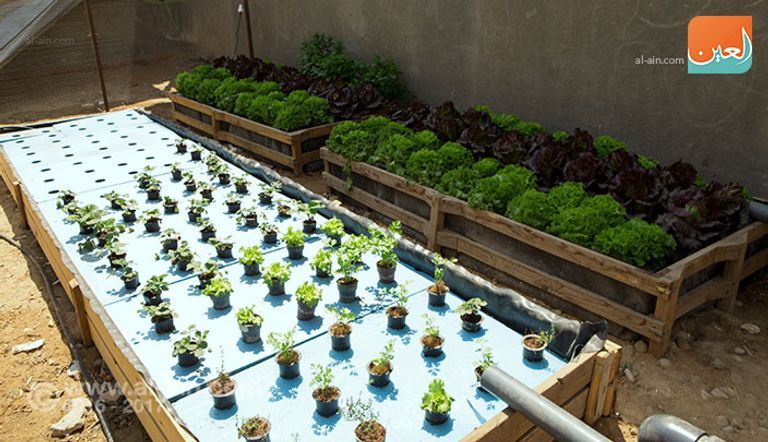 مدرسة مبارك كول الزراعية بمدينة السادات