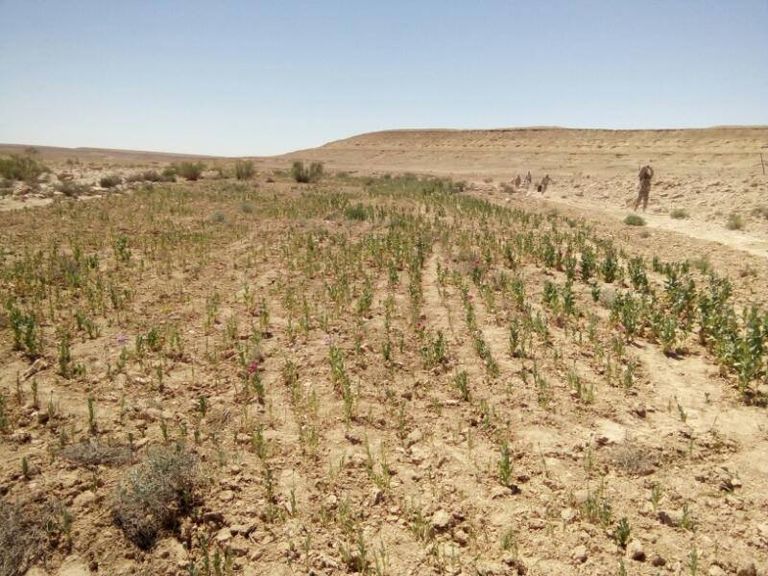 المضبوطون في مداهمات الجيش المصري بسيناء