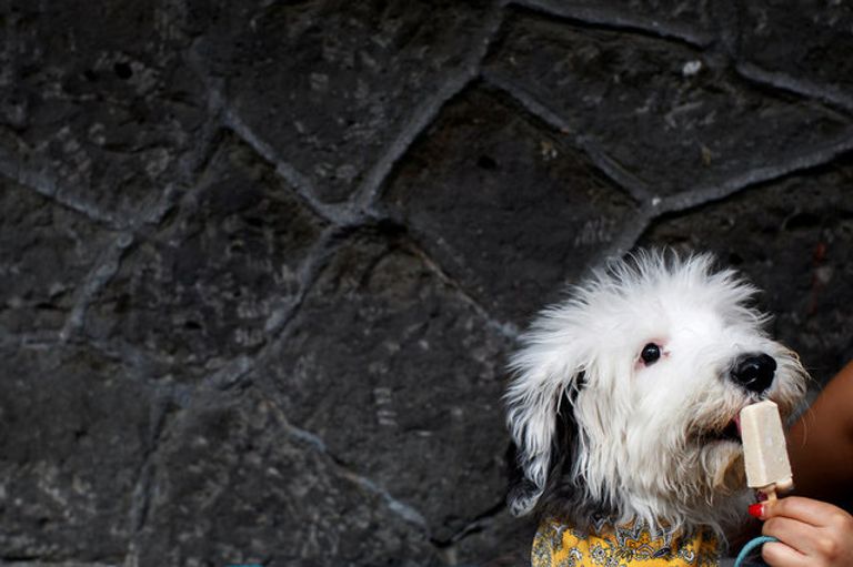 متجر في المكسيك يصمم أيس كريم للكلاب 