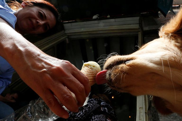 متجر في المكسيك يصمم أيس كريم للكلاب 