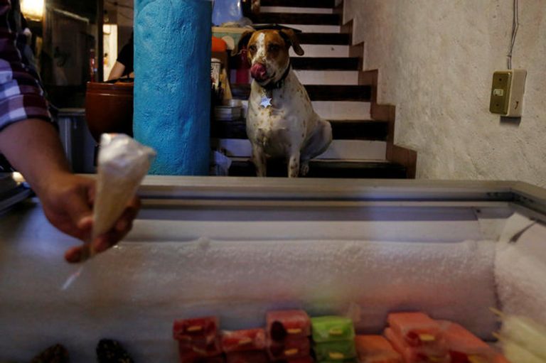 متجر في المكسيك يصمم أيس كريم للكلاب 