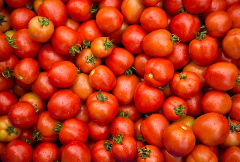 مزارعو الطماطم الأتراك ضحايا غضب موسكو