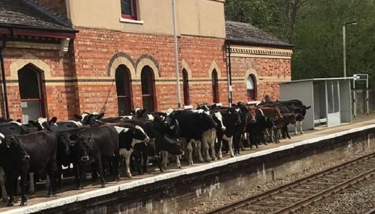 قطيع من الأبقار يغزو محطة قطار إنجليزية 