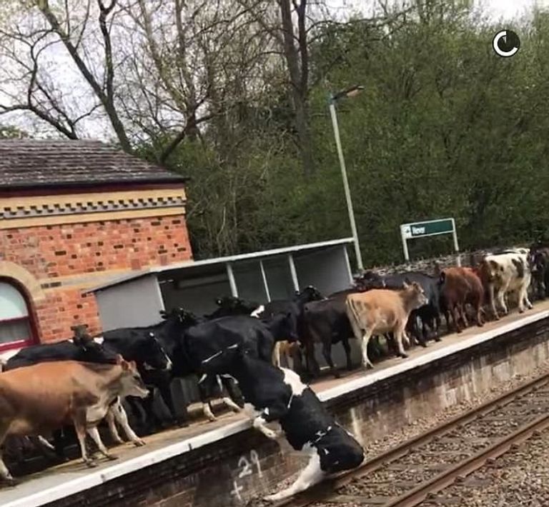 قطيع من الأبقار يغزو محطة قطار إنجليزية 