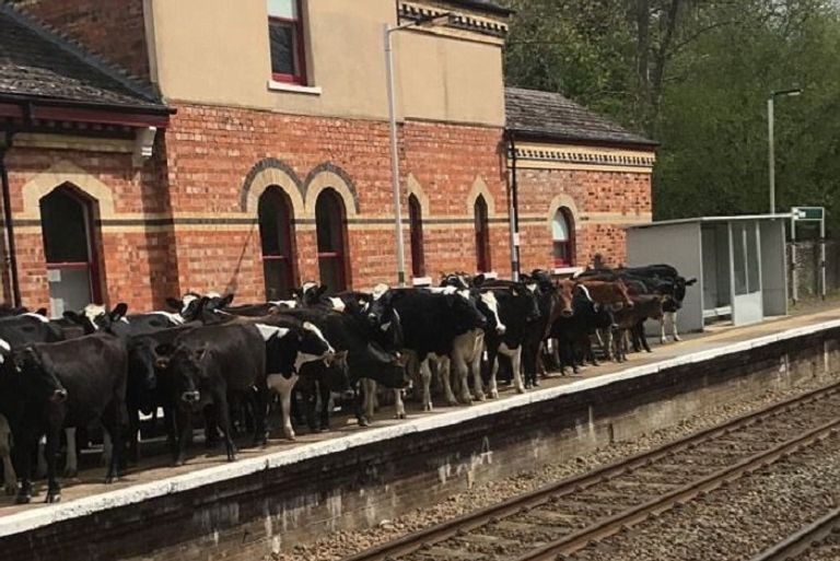 قطيع من الأبقار يغزو محطة قطار إنجليزية 