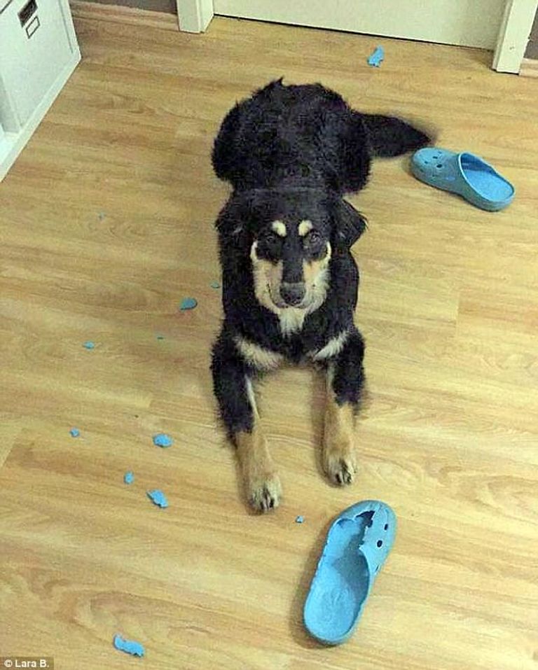 كوارث تفعلها الحيوانات المنزلية