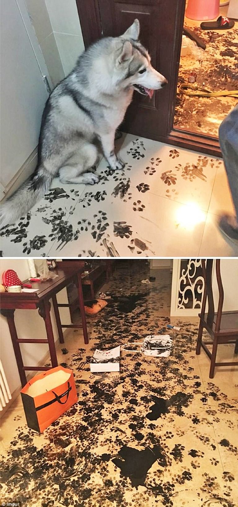 كوارث تفعلها الحيوانات المنزلية