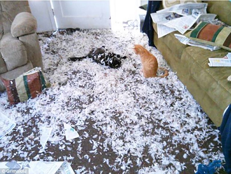 كوارث تفعلها الحيوانات المنزلية