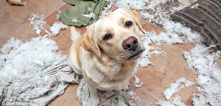 كوارث تفعلها الحيوانات المنزلية