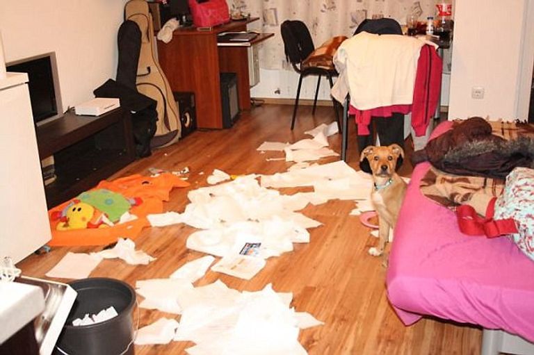 كوارث تفعلها الحيوانات المنزلية