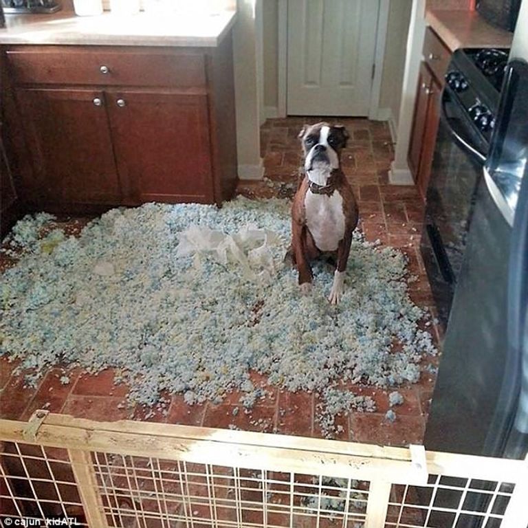 كوارث تفعلها الحيوانات المنزلية