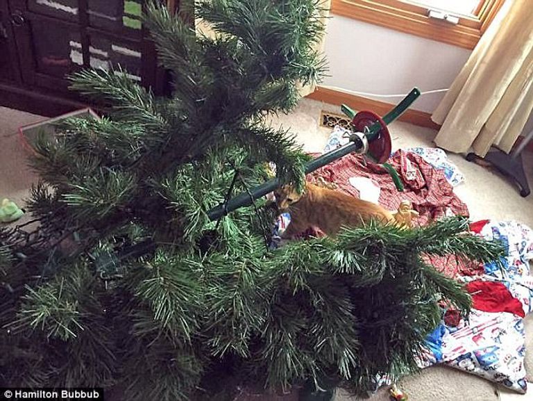 كوارث تفعلها الحيوانات المنزلية