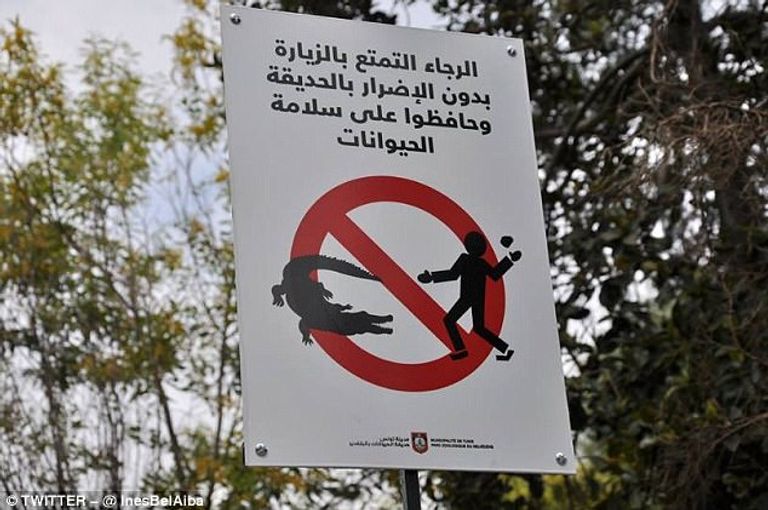 التمساح المعتدى عليه