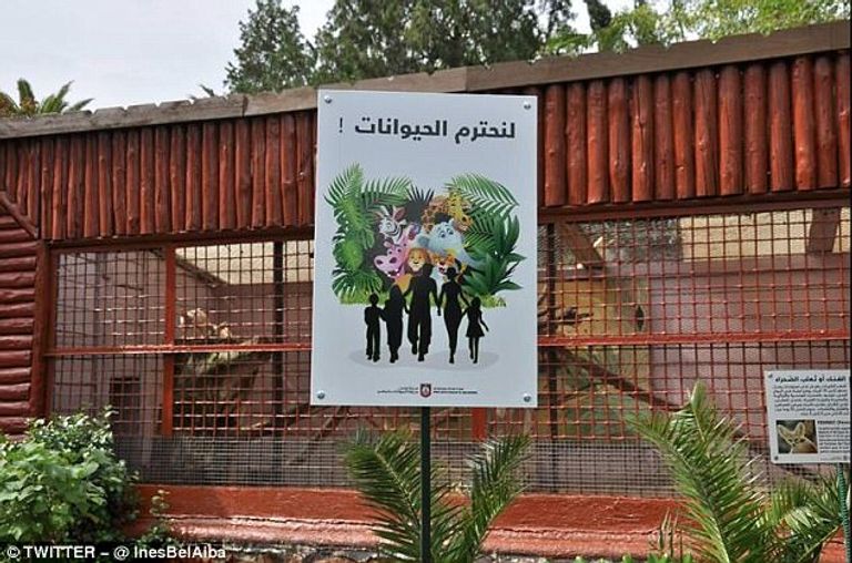 التمساح المعتدى عليه