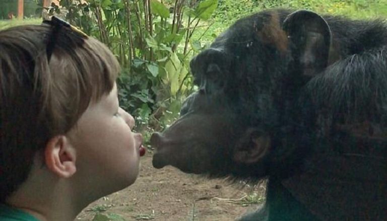 الشمبانزي والطفل نولان