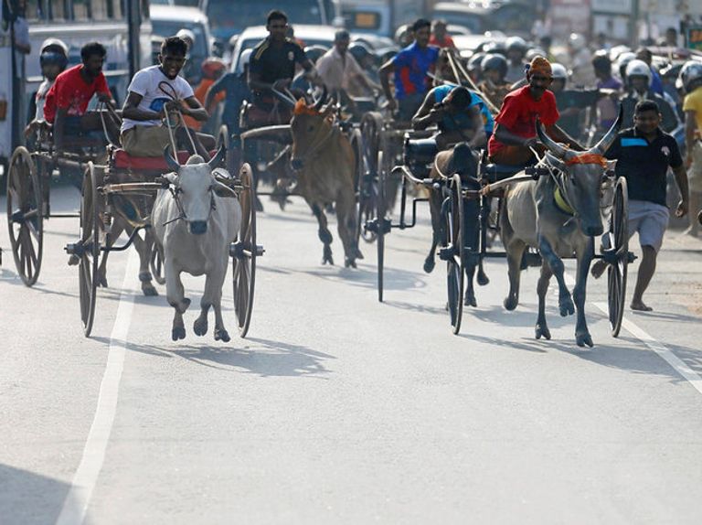 السنهاليون والتاميل يحتفلون برأس السنة السريلانكية- رويترز السنهاليون والتاميل يحتفلون برأس السنة السريلانكية